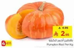 يقطين احمر للكغ