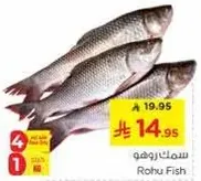 سمك روهو