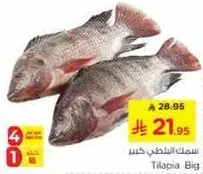 سمك بلطي كبير