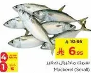 سمك ماكريل صغير