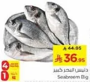 دنيس البحر كبير