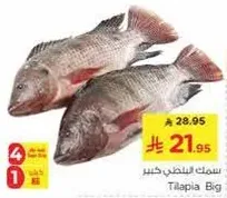 سمك البلطي كبير