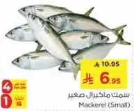 سمك ماكريل صغير