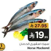 Horse Mackerel