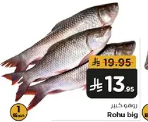 Big Rohu fish