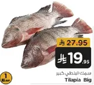 Big Tilapia fish