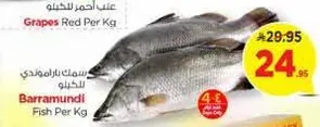 Barramundi Fish Per Kg
