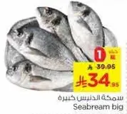 Seabream big