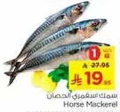 Horse Mackerel