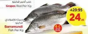 Barramundi Fish Per Kg