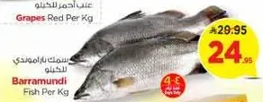 Barramundi Fish Per Kg