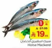 Horse Mackerel