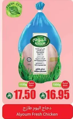دجاج اليوم طازج