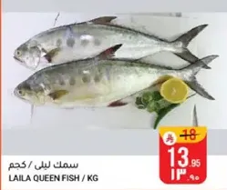 Laila Queen Fish / KG