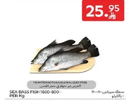 Sea bass fish available for promotion.