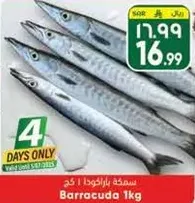Barracuda 1kg