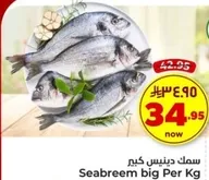 Seabream big Per Kg