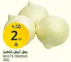 بصل ابيض