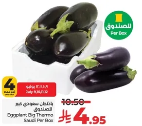 باذنجان سعودي كبير الصندوق