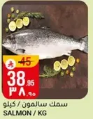 Salmon fish