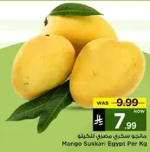Mango Sukkari Egypt Per Kg