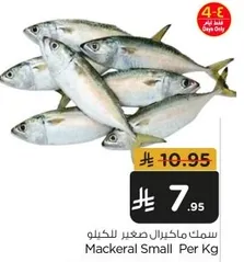 Mackerel Small Per Kg