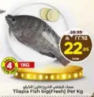 Tilapia Fish big (Fresh) Per Kg