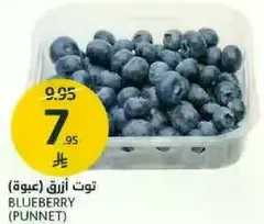 Blueberry (Punnet)
