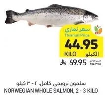 Norwegian whole salmon, 2 - 3 kilo