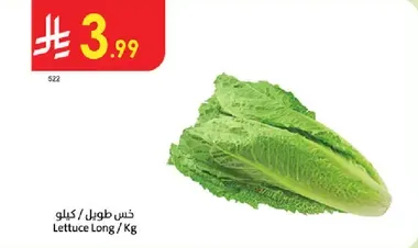 Lettuce Long / Kg