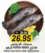 Fresh Sea Bass 1000-1800GM/KG