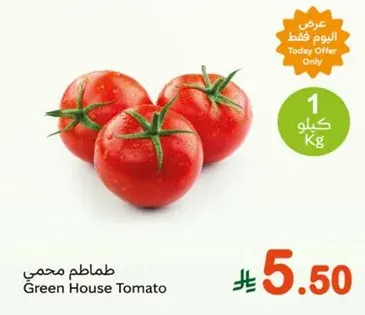 Green House Tomato