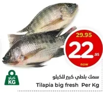 Tilapia big fresh Per Kg