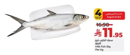 Milk Fish Big Per Kg