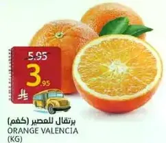 Valencia oranges for juicing.