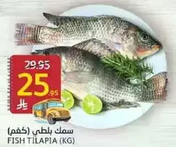 Fish Tilapia (kg)
