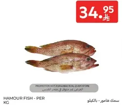 Hamour fish per kg.