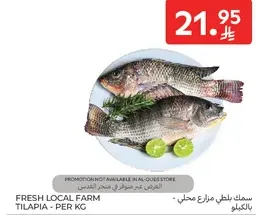 Fresh local farm tilapia - per kg