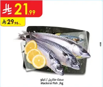 Mackerel Fish