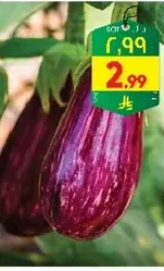 Fresh eggplants, perfect for cooking and salads.