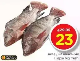 Fresh Tilapia fish