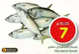 Small Mackerel Fish