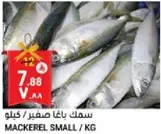 Mackerel small