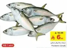Mackerel (Small)