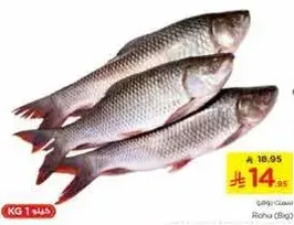 Rohu Fish (Big)