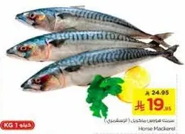 Horse Mackerel