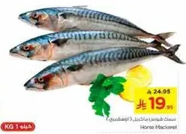 Horse Mackerel
