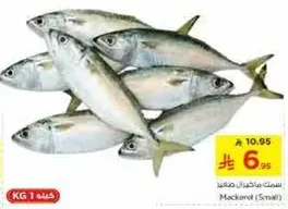 Mackerel (Small)