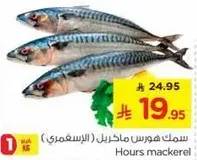 Hours mackerel