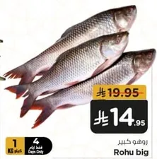 Big Rohu fish